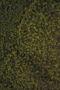 如何辨别精英版苹果-第3张图片-太平洋在线下载 如何辨别精英版苹果-第3张图片-太平洋在线下载
