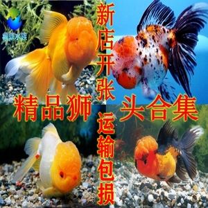 红狮供应客户端购水泥网红狮客户端-第1张图片-太平洋在线下载