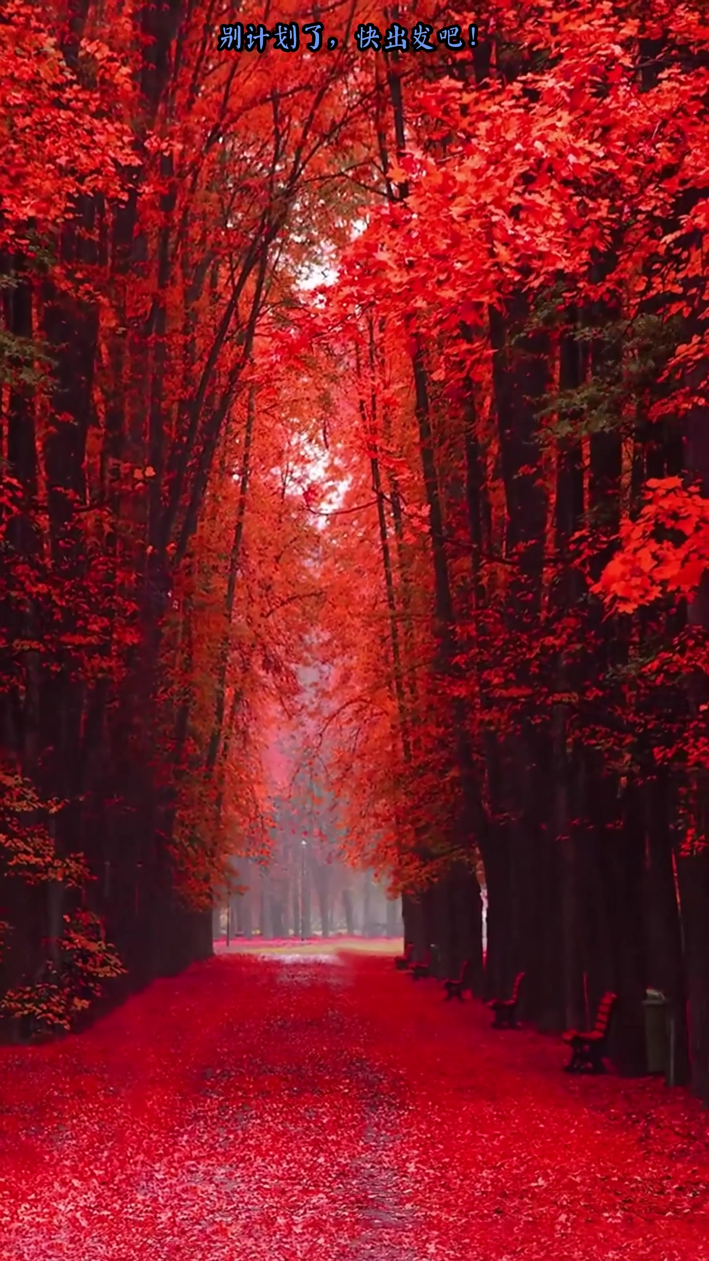 枫叶浏览器手机版下载(枫叶浏览器手机版下载官网)-第4张图片-QuickQ官网