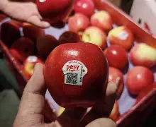 qbittorrentios苹果版的简单介绍